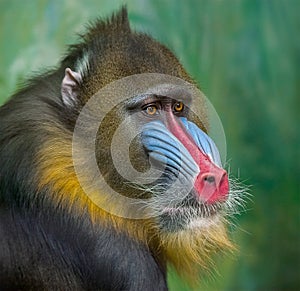 Portrait of Mandrill, Mandrillus sphinx, primate  of the Old World monkey family