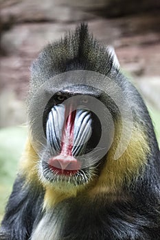 Portrait of mandrill - one of the brightest and most colorful of the primates photo