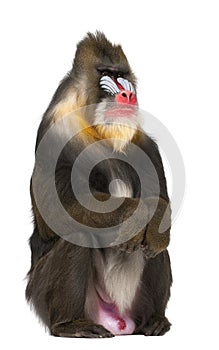 Portrait of Mandrill sitting, Mandrillus sphinx