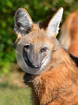 Portrait of a Maned wolf
