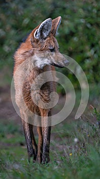 Portrait of a Maned Wolf