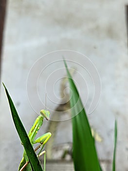 Portrait Of A Mantis Insect Looking Camera Standing On Annapurna Leaves
