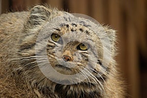 Portrait manul cat pallaÂ´s cat. Face wild nad undomestic asian cat