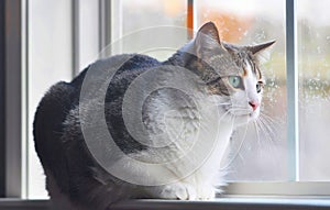 Portrait of a Manx cat sitting in the window watching the falling snow