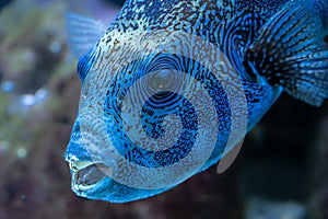 Portrait of a Map Puffer