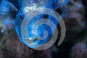 Portrait of a Map Puffer