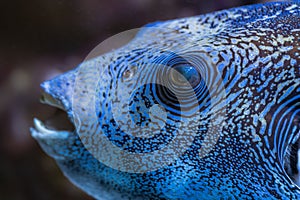 Portrait of a Map Puffer