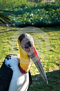 Portrait of A Marabou Stork