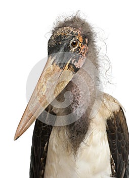 Portrait of Marabou Stork