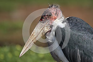 Portrait of Marabou stork with hunched shoulders