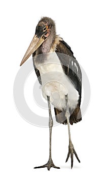 Portrait of Marabou Stork, Leptoptilos crumeniferus, 1 year old photo