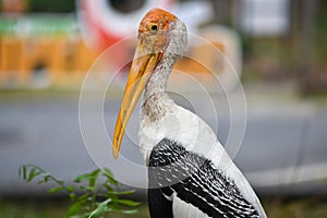 Portrait of Marabu bird or secretary bird close-up