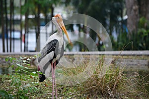 Portrait of Marabu bird or secretary bird close-up