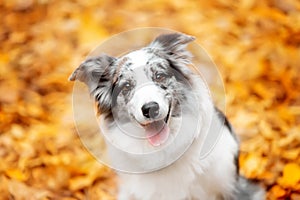 Portrait marble border collie dog sitting with leaves in autumn, portrait