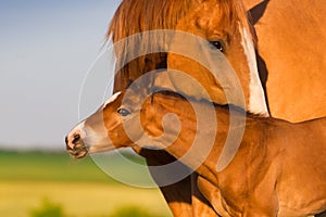 Portrait mare with colt