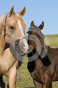 Portrait of mare with foal