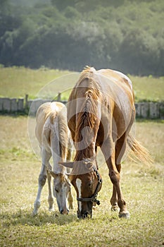 Portrait of a mare and her foal grazing in a field