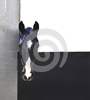 Portrait of a mare with a white star on the forehead which tilts its head outside its box. Grey, black and white geometric