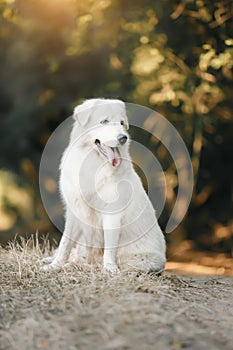 Portrait of Maremma Sheepdog Shepherd dog Maremmano Abruzzese