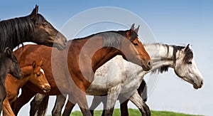 Portrait of mares and foals on studfarm pasture