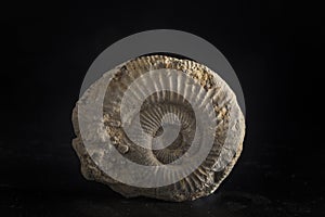 portrait of a marine fossil on a black background, we highlight the texture of the relic