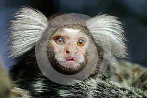 Portrait of Marmoset monkey