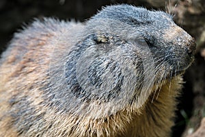 Portrait of a Marmot