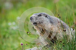 Portrait of a marmot sitting behind a tuft of grass