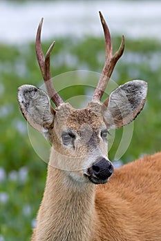 Portrait of marsh deer