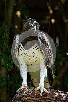 A portrait of a Martial Eagle, Africa`s largest eagle