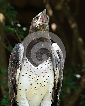 A portrait of a Martial Eagle, Africa`s largest eagle