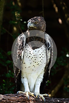 A portrait of a Martial Eagle, Africa`s largest eagle