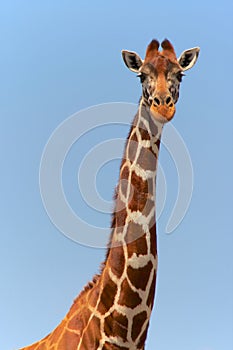 Portrait of a masai girafe