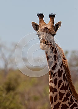 Portrait of a Masai Giraffe