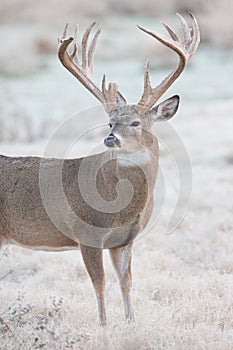 Portrait of massive whitetail buck