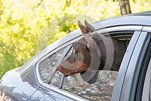 Portrait of the mastiff who is looking out of a car window photo