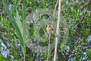 Portrait in mating season european goldfinch, carduelis carduelis, singing on a branch photo