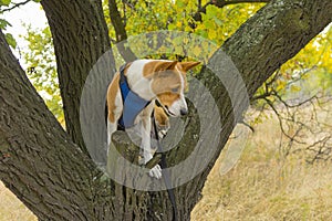 Portrait of mature basenji dog standing on wild pear tree branch r