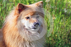 Portrait of mature female pomeranian dog