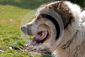 Portrait of a mature sheep dog