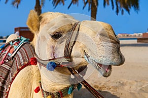 Portrait of mature white purebred friendly Arabic or Somali camel dromedary, wearing festive decorative harness.