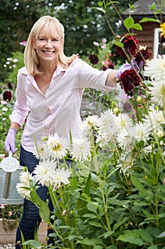 Portrait Of Mature Woman Watering Dahlia Flowers In Garden At Home