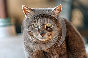 Portrait of a medium hair mixed breed female domestic gray cat