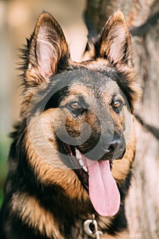 Portrait Of Medium Size Long-Haired Mongrel Black And Red Dog