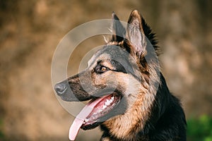 Portrait Of Medium Size Long-Haired Mongrel Black And Red Dog