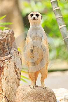 Portrait of meercat