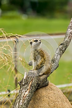 Portrait of meercat sitting on tree