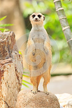 Portrait of meercat photo