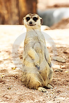 Portrait of meercat photo