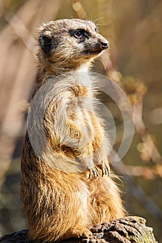 Portrait of a meerkat